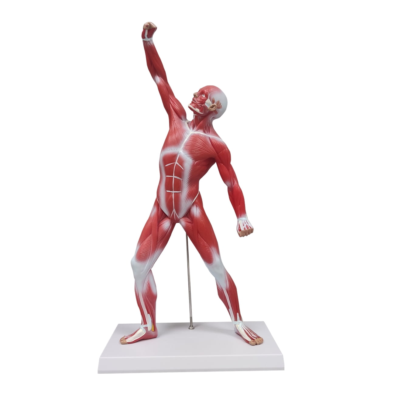 Eztrain Human Anatomy Muscle Model, 20” Miniature Muscular System Model