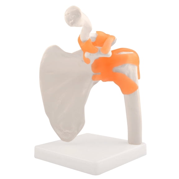 Eztrain Human Shoulder Joint Model with Ligaments, Flexible 1:1 Scientific Life Size