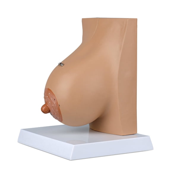 Eztrain Lactating Breast Model, Breast Sagittal Section Anatomical Display Model, Include Study Card, for Breast Surgeon Gift