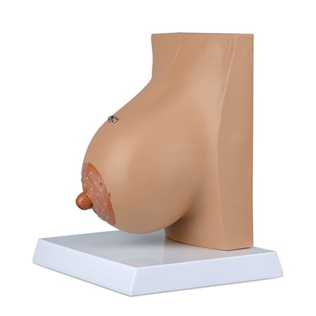 Eztrain Lactating Breast Model, Breast Sagittal Section Anatomical Display Model, Include Study Card, for Breast Surgeon Gift