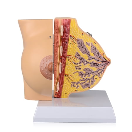 Eztrain Lactating Breast Model, Breast Sagittal Section Anatomical Display Model