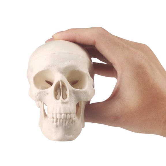 Eztrain Mini Skull Model Small Size Human Anatomy Skull Model