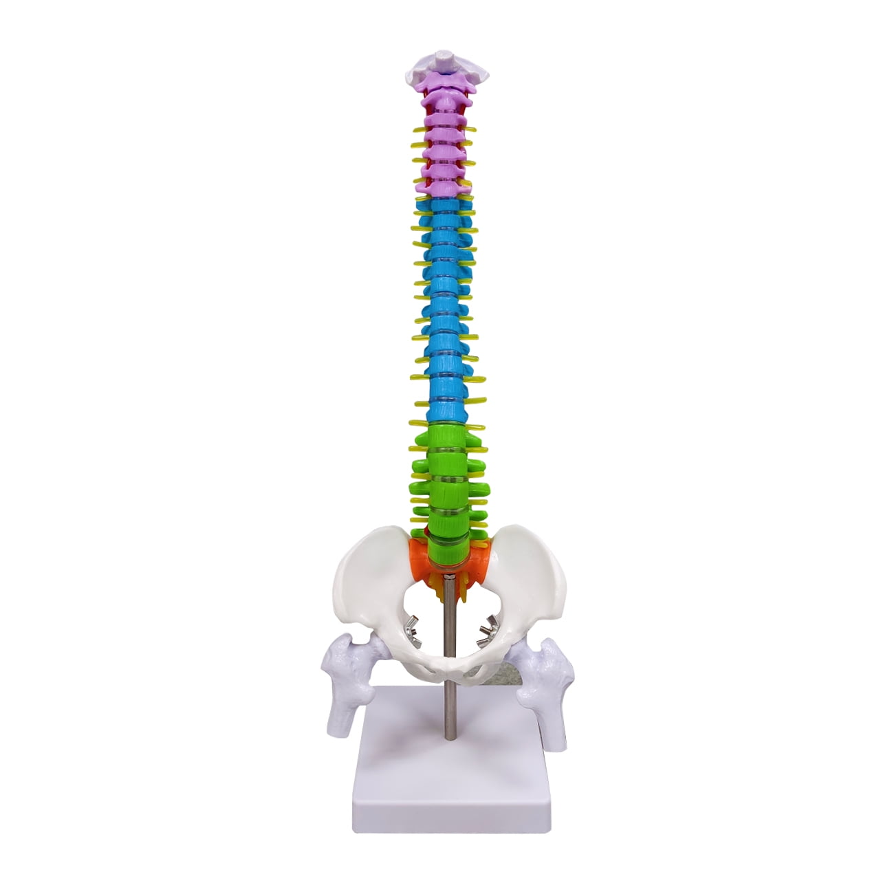 Eztrain Miniature Human Spine Model, 15.5" Mini Color Coded Spinal Cord