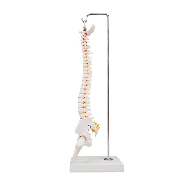 Eztrain Miniature Human Spine Model, 15.5" Mini Flexible Bendable Spinal Cord