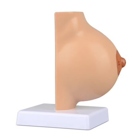 Eztrain Non-Lactating Breast Sagittal Section Model, Breast Anatomy Model Include Study Card, for Breast Surgeon Gift