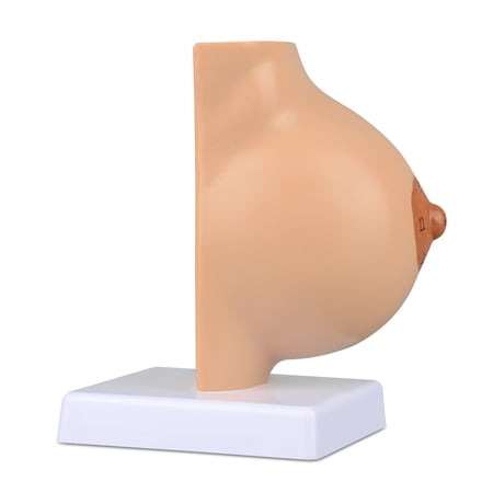 Eztrain Non-Lactating Breast Sagittal Section Model, Breast Anatomy Model Include Study Card, for Breast Surgeon Gift