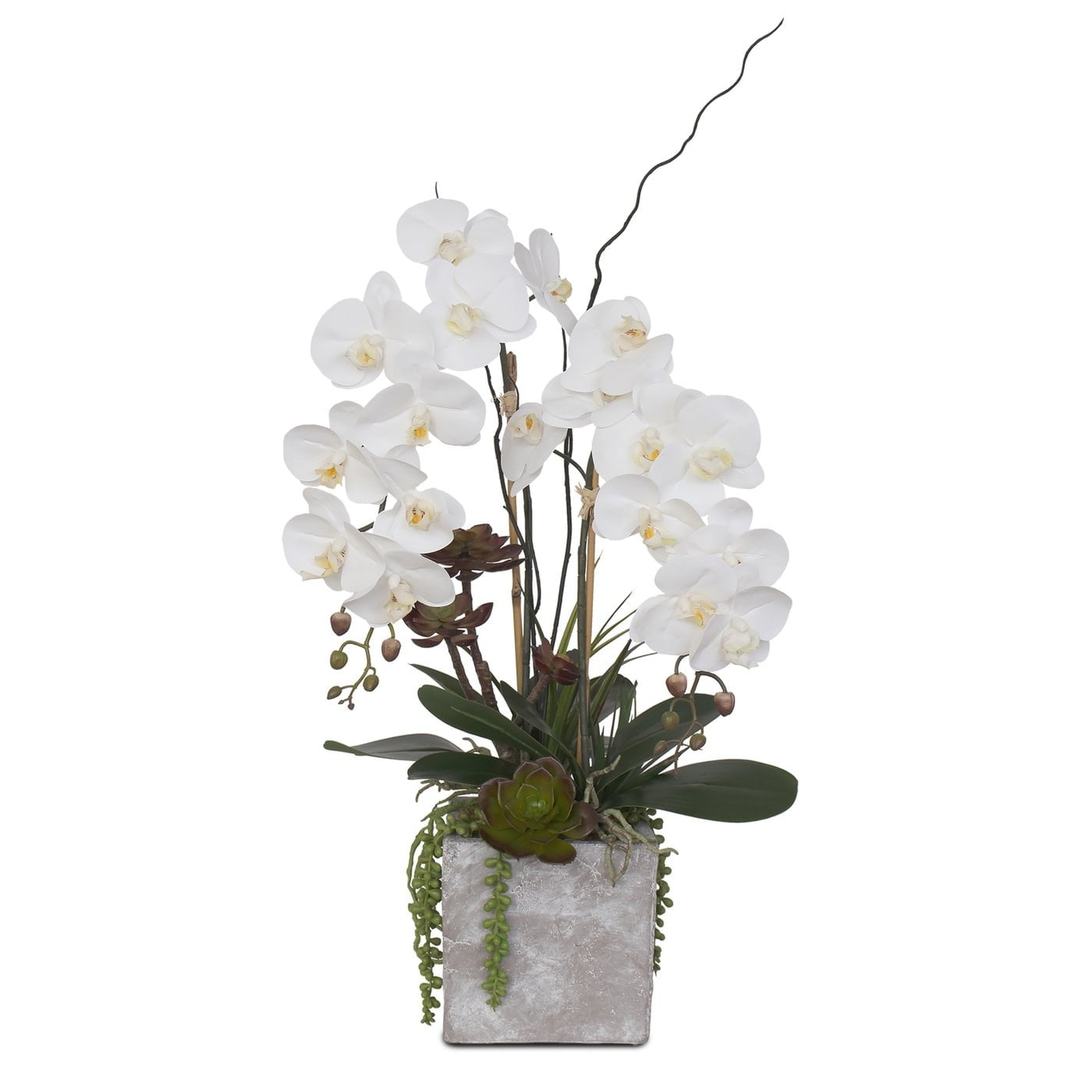 ㊙️ H Single white plant Phalaenopsis