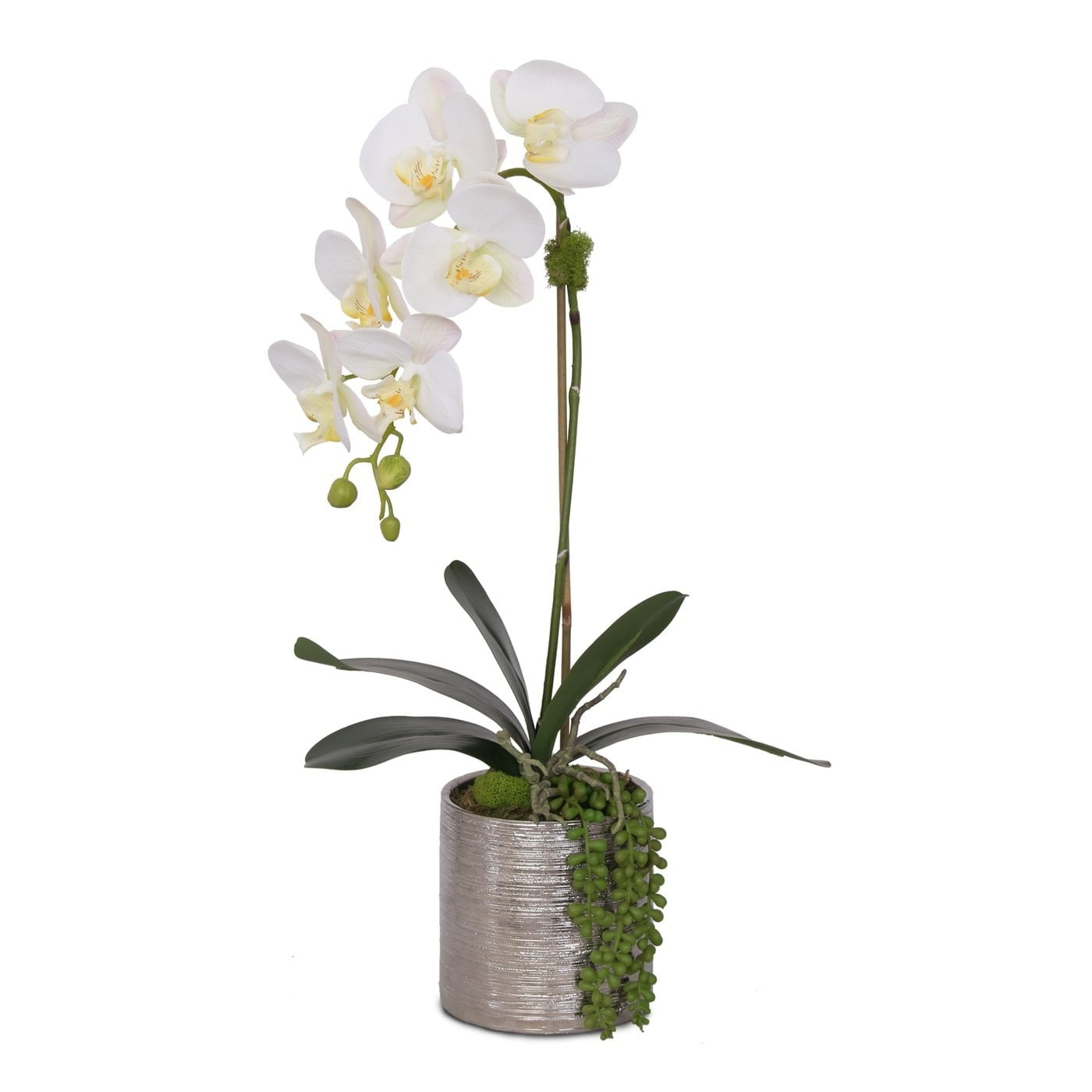 White Silk Orchid with Succulent in Silver Ceramic Pot