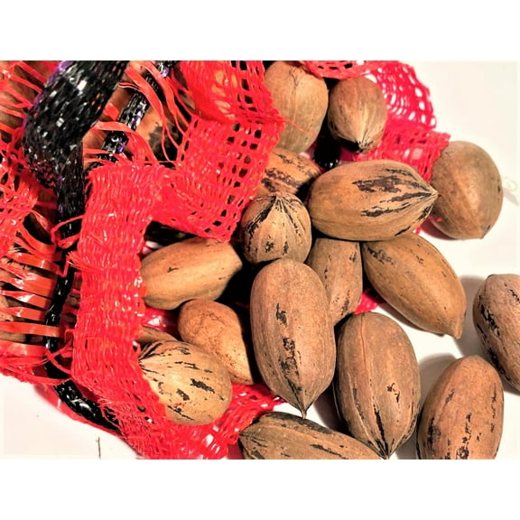 FANCY PAWNEE IN SHELL PAPERSHEL PECANS 5 LB BAG