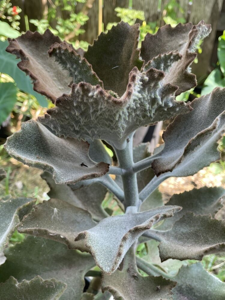 FANG Felt Plant Cuttings 2x (Alive)