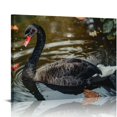 FANNA Generic Bird Black Swan Canvas Paintings Wall Art Modern Pictures