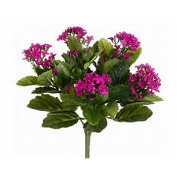 FBK107-FU 13.5 in. Fuchsia Kalanchoe Bushes X5- Case of 6