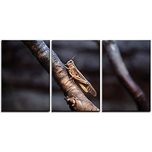 FCCUYE 3 Piece Canvas Wall Art - Maneless Zebra (Equus Quagga Borensis) Skin Texture. Wildlife Animal. - Modern Home Art Stretched and Framed Ready to Hang - 16"x24"x3 Panels