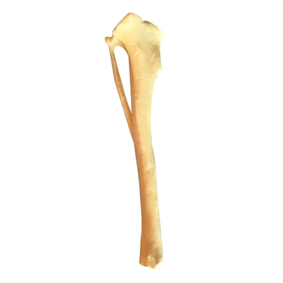 FEAMOS Dog Tibia Skeletal Model for Medical Report, Dog Anatomy Tibia Skull Model