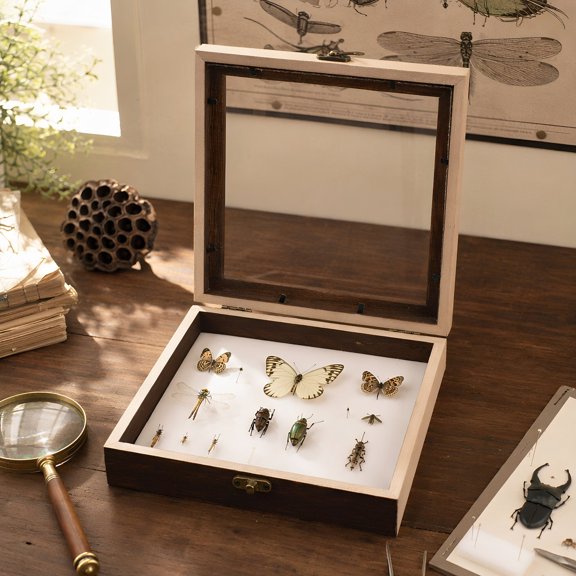 FELTECHELECTR 7.87 in Square Wood Insect Specimen Display Case, Shadow Box Frame for Home Wall Decor