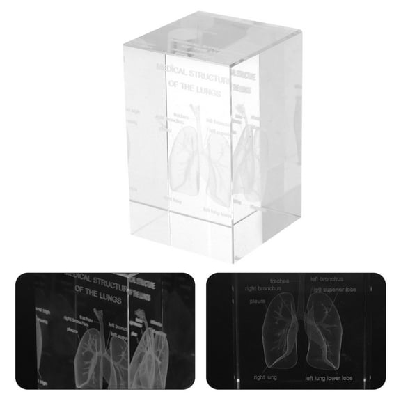 FELTECHELECTR Heart Anatomy Model 3D Human Lung Anatomical Model Crystal Glass Scientific Design 1Pcs for Students