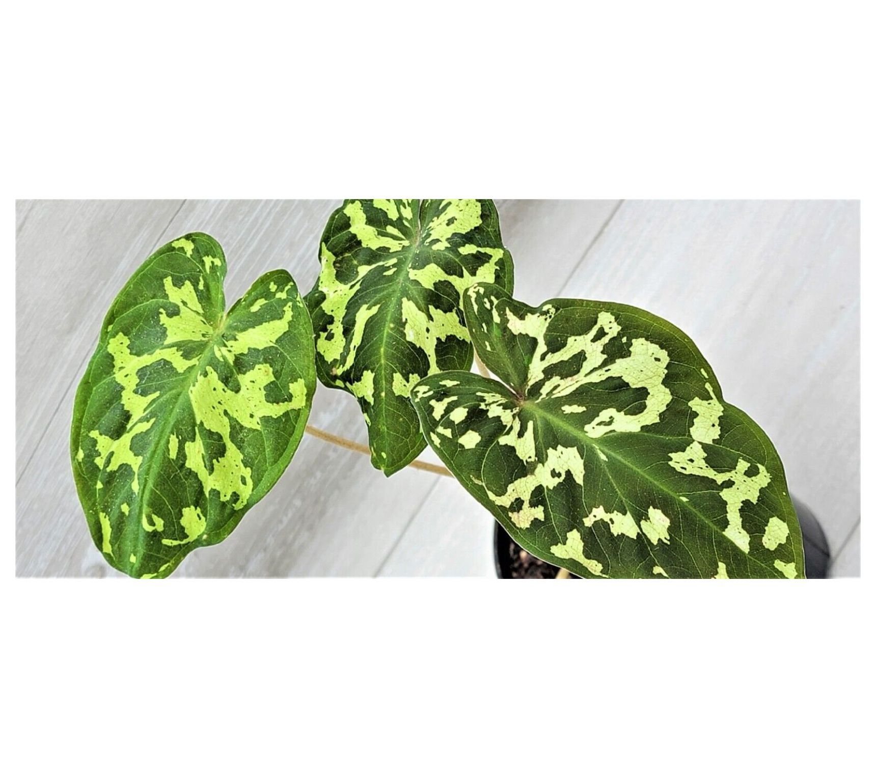 FENG20 Alocasia Hilo Beauty Caladium Hilo Beauty Colocasia Hilo