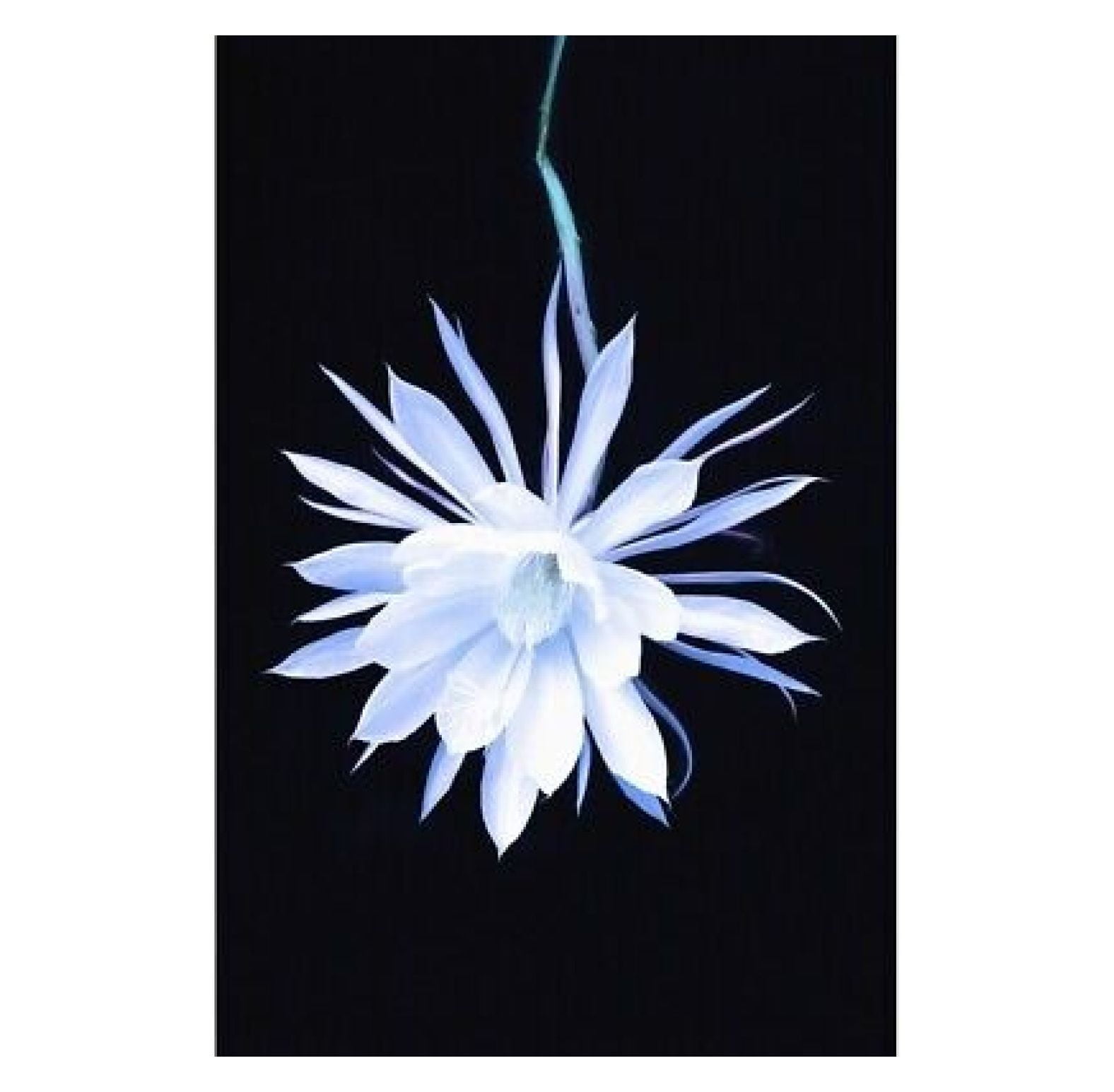 FENG20 The Queen Of The Night Blooming Cereus Cactus;Anchorage Alaska