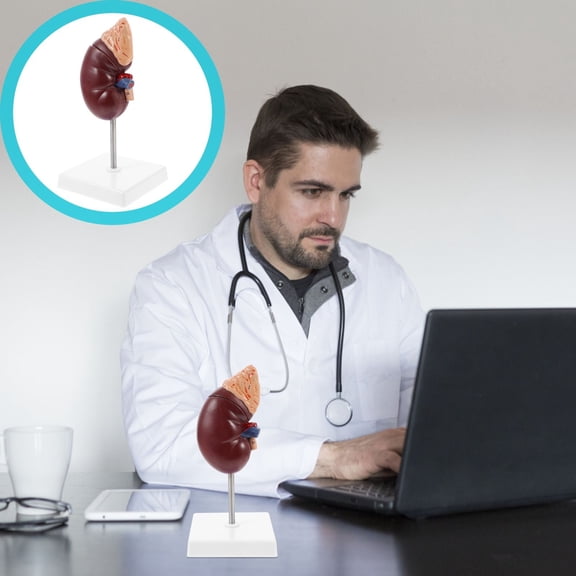 FENGGUIQU 1Pc Premium Plastic Human Kidney Model for Biology Class Teaching and Laboratory Use
