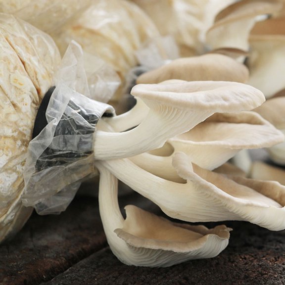 FENGGUIQU 1Set Portable Mushroom Spawn Bag for Garden Use Made with Stable and Protective Plastic