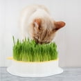 thumbnail image 1 of FENGGUIQU Catnip Growing Kit with Removable Grid Tray and Water Reservoir, Easy-to-Use Planter for Cats and Pets, 1 of 8