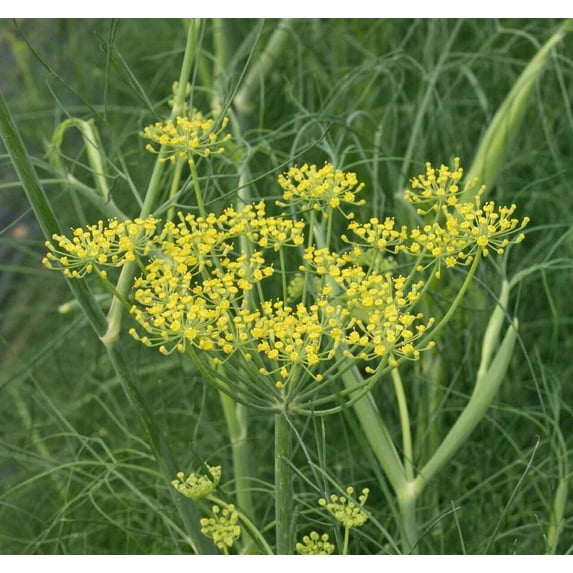 FENNEL 200 Seeds - Mother Nature's Seeds - Wildflower Seeds - Flower Seeds for Planting - Non-GMO