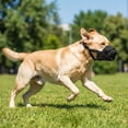 thumbnail image 1 of FEOLGEHLY Dog Muzzle Medium Sized Dogs – Soft Air Mesh Muzzle for Medium Sized Dog | Muzzles for Dogs | Mussle to Stop Biting, Barking and Chewing Perfect for Small to Large Doge(XL), 1 of 9