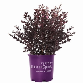 First Editions Shadow Magic Crape Myrtle Live Shrub in 2-Gallon Grower Pot