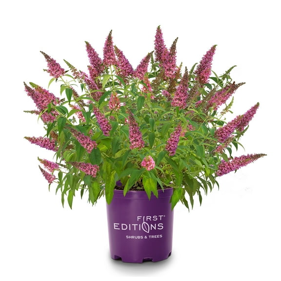 First Editions Trippy Pink Buddleia Live Shrub in 2-Gallon Grower Pot