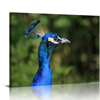  White Pecock Open Screen Wall Art Canvas Prints Poster For Home  Office Decorations With Framed 13x8: Posters & Prints