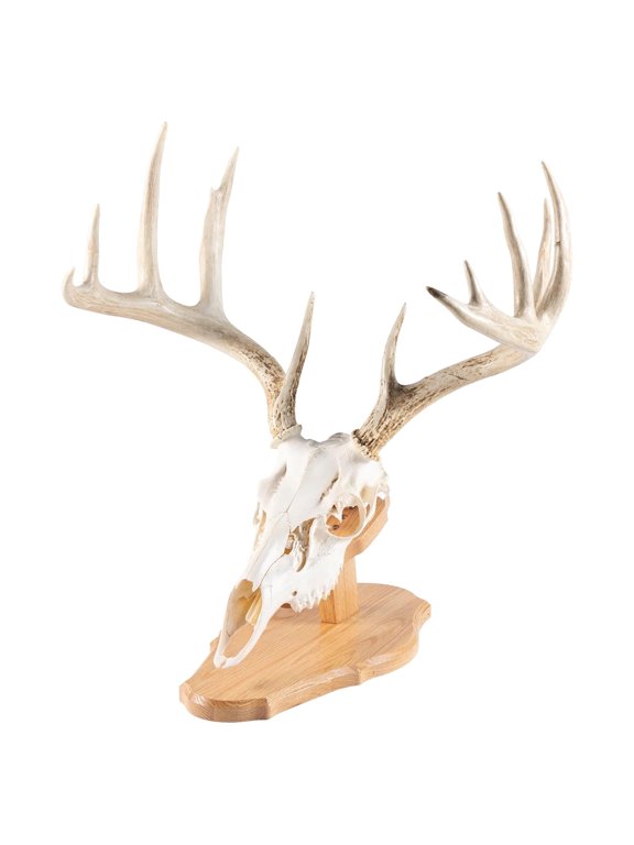 Euro Skull Style Trophy Mount, Solid Oak