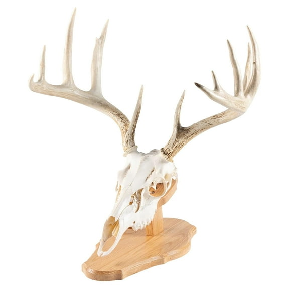 Euro Skull Style Trophy Mount, Solid Oak