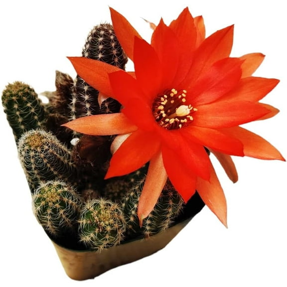 FOLIAGEMS 2" Echinopsis Chamaecereus Peanut Cactus Live Plant