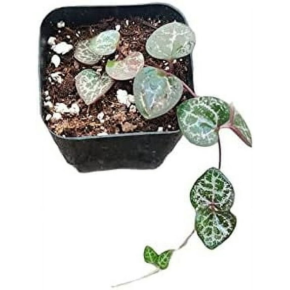 FOLIAGEMS Live Succulent 2" Non-Variegated String of Hearts Live Plants in 2" Pots (2 Count)
