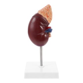 FOMIYES 1Pc Kidney Dissection Model with Split Design Human Body Model for Laboratory Education