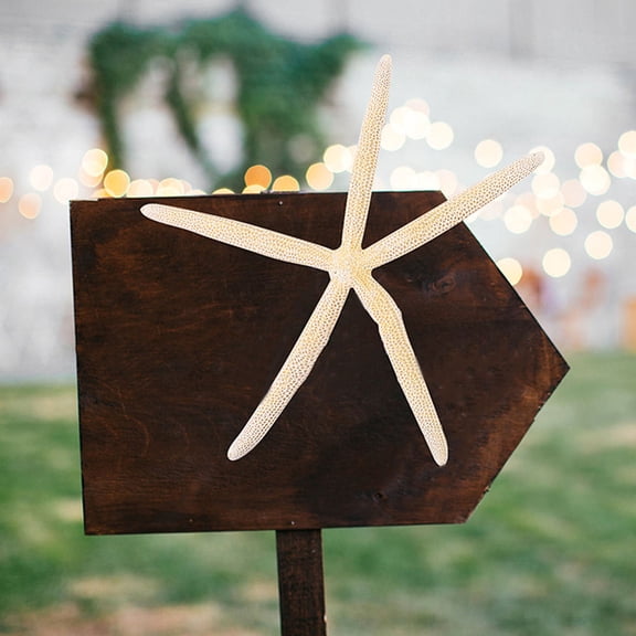 FOMIYES Real White Sea Star Ornament for Home and Wedding Decor 2Pcs