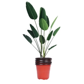 FOMIYES 60Pcs Premium Plastic Red Flower Pots with Drain Holes Lightweight for Plant Starting