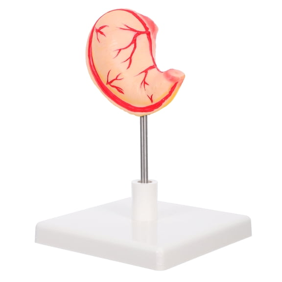FOMIYES PVC Stomach Anatomy Model Science Classroom Teaching Aid