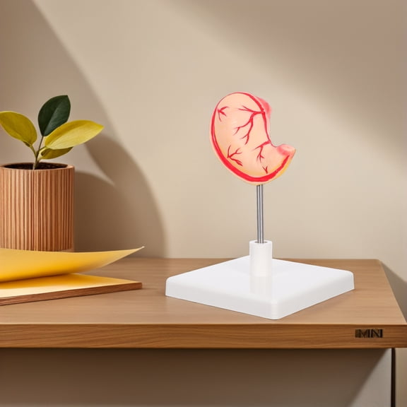 FOMIYES Natural Large Stomach PVC Anatomy Model Accurate Details for Labs