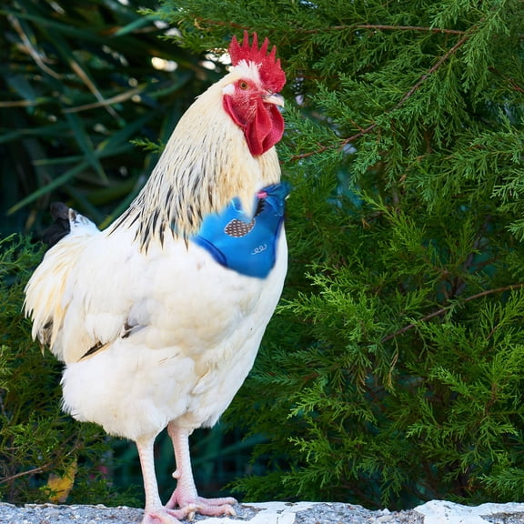 FONDOTIN 1Set Hen Leash with Adjustable Blue Harness and Durable Rooster Pulling Rope for Outdoor Use