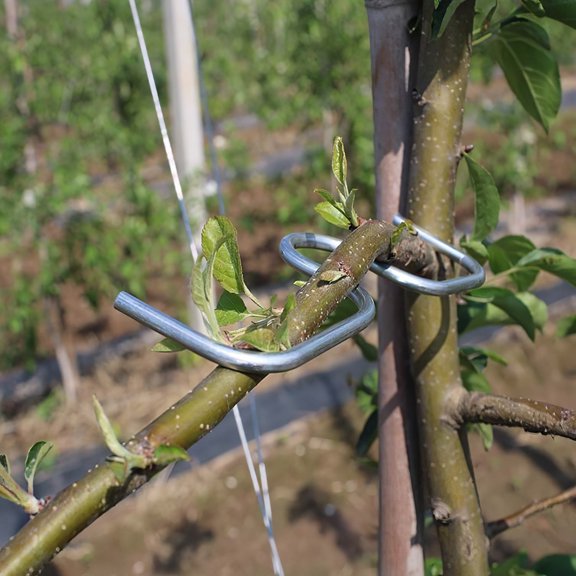 FONDOTIN Tree Branch Puller Plants Branch Moderator Galvanized Wire Nutrient Absorption 1 Set