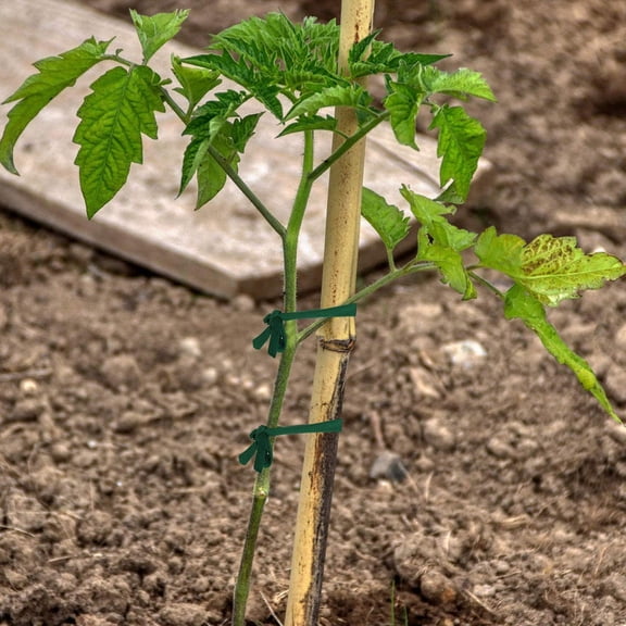 FONDOTIN Tree Support Straps for Leaning Trees and Plant Stabilizing in Green Color