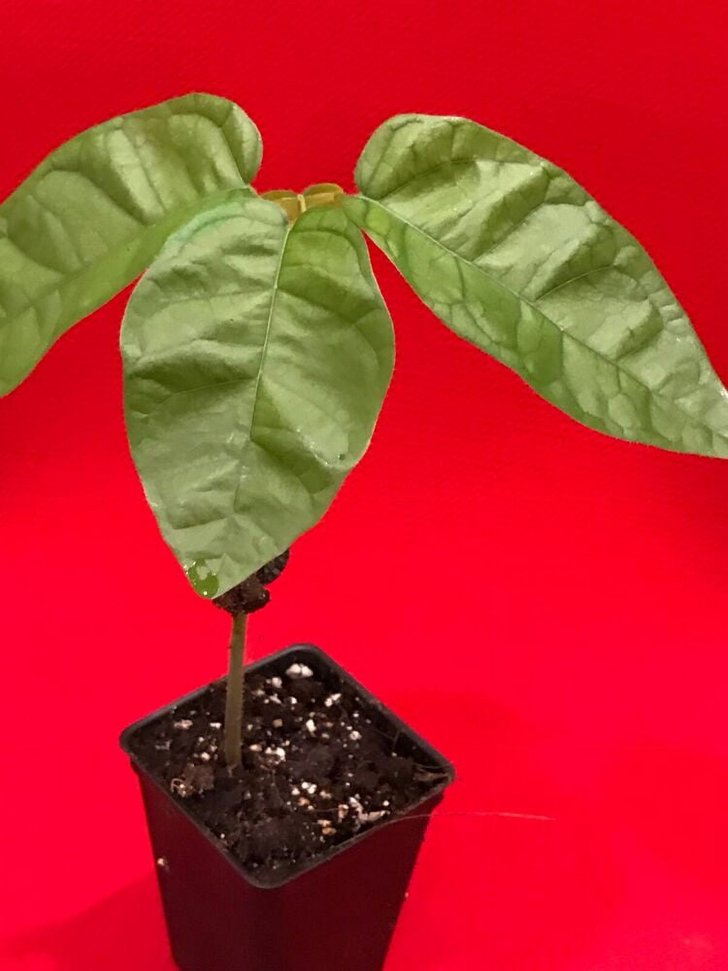 FORASTERO Jaco Jaca Variety Theobroma Cacao Cocoa Chocolate Fruit Tree