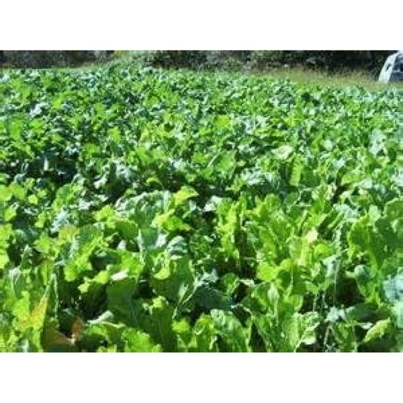 FORB Feast Chicory 5#