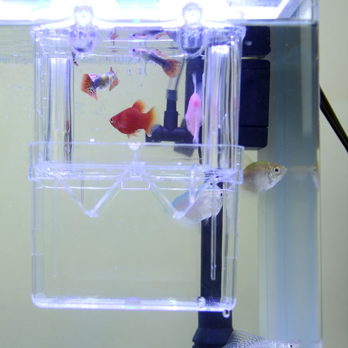 FRCOLOR Breeding Tank Fish Hatching Box Ornamental Oversized Incubator ...