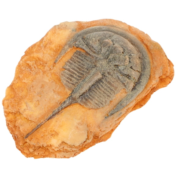 FRCOLOR Paleontological Insect Specimen Insect Ornament Teaching Insect Specimen Decoration