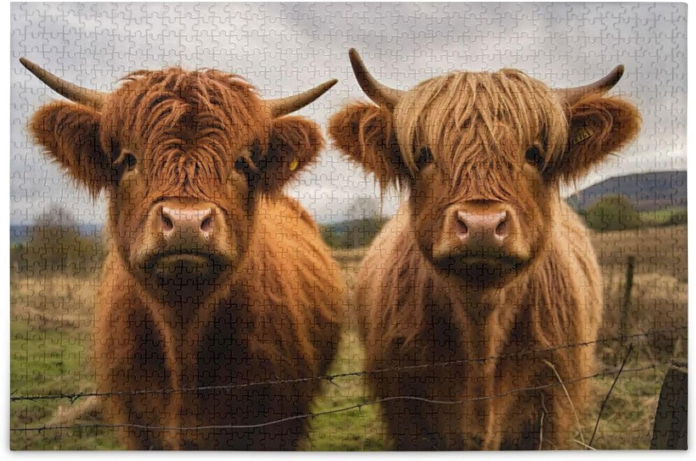 FREEAMG Puzzle Two Scottish Highlands Cow Jigsaw Puzzles, 500 Piece