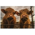 thumbnail image 1 of FREEAMG Two Scottish Highlands Cow 500 Piece Large Jigsaw Puzzle for Adults - Game Interesting Toys - Hand Made Puzzles Personalized Gift, 1 of 7