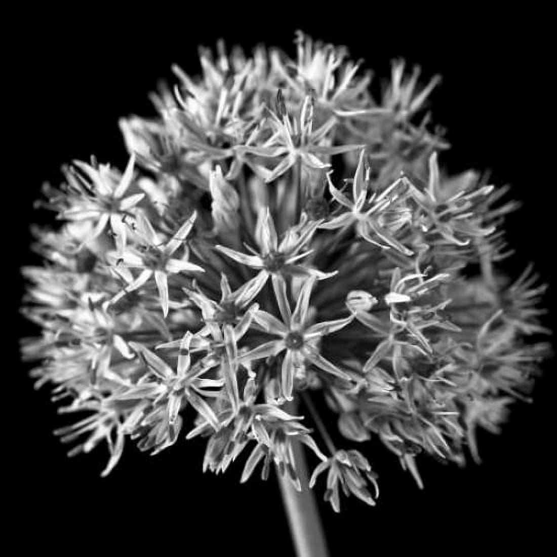 FTBR 1134 Allium B-W Canvas Art - Assaf Frank (24 x 24)