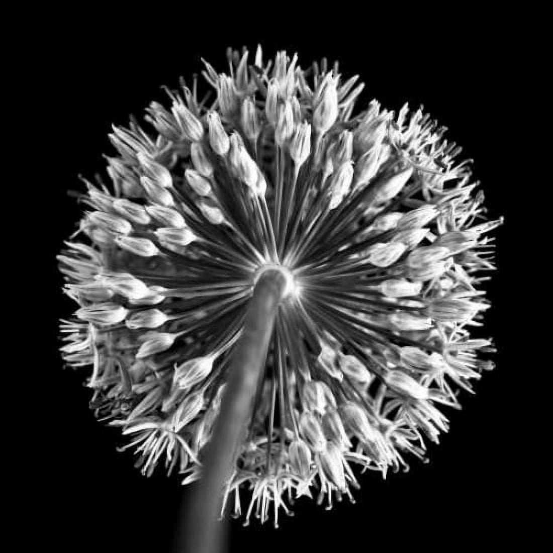 FTBR 1135 Allium B-W Canvas Art - Assaf Frank (24 x 24)